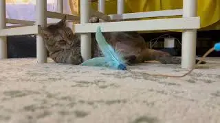 A feather game