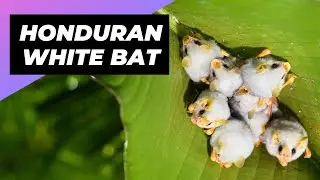 Honduran White Bat 🦇 One Of The Cutest And Exotic Animals In The World 