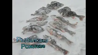 Рыбалка на Рыбинском Водохранилище, Ловля Окуня.