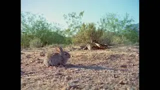 Opening 