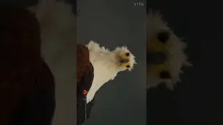 #natural #animals #statusvideo #intheend #itrysohard