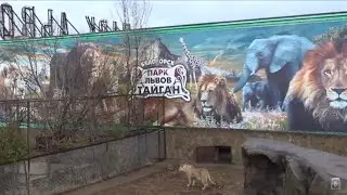 Львиная перекличка, рык Вожака и разговор воронов и других птиц!)🎼🐆🦁🦅🦜