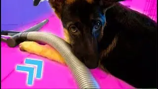 Living with a German Shepherd Puppy