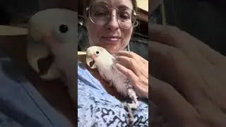 Cuddle Time with Boo: Sweet Moments & Silly Nips 🐦💕 #CockatooLove