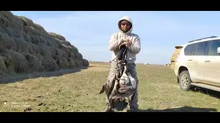 охота на гуся 2020  часть 1