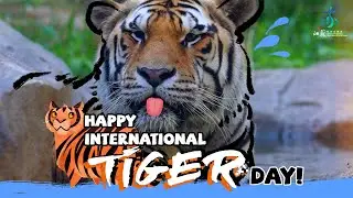 International Tiger Day Special: Adorable Tiger Friendship at Hongshan Forest Zoo