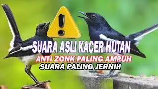 ⚠️$uara pikat Kacer liar suara asli hutan,ampuh anti zonk.