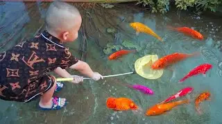 Bắt cá cảnh vàng nhiều màu đẹp trong ao nhỏ, cá cảnh, cá bảy màu, cá Koi, cá vàng 
