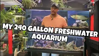 MY 240 GALLON FRESHWATER AQUARIUM