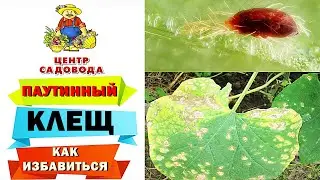 SPIDER MITES ON CUCUMBERS: How to get rid of them ONCE AND FOR ALL