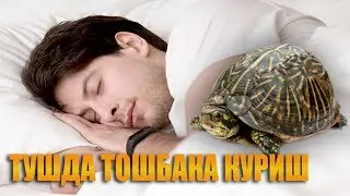 Туш табири - тушда тошбака куриш