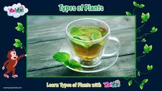 Learn types of plants