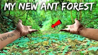 I Bought a Forest to Protect The Ants Living Within It