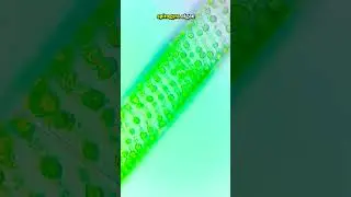 What lives in pond water SLIME under the microscope?
