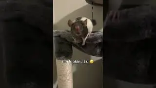 A Pet Rat’s To-Do List Be Like…