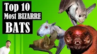 Top 10 Most Bizarre Bats in the World