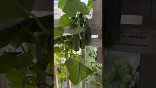 Сад на балконе #сад #балкон #садовод