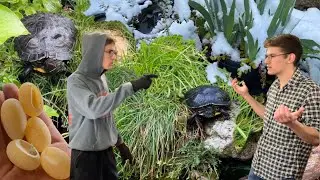 DIY Turtle Pond Update! Three Years of Winter, Neglect, and Death!? | DIY Reptiles
