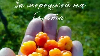Каникулы в Карелии. Собираем морошку. #подпишись #лето #followme