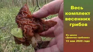 Весь набор весенних грибов! Дневник грибника 15 мая 2020 года.