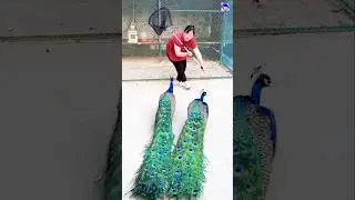 peacock video #peacock #shorts #music #love #song #bollywood #hindisong