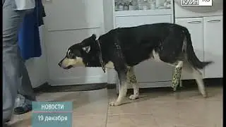 ТНТ-Поиск: Малолетние живодёры
