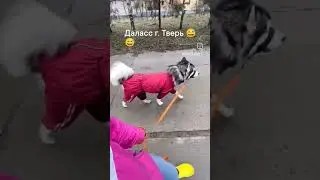 Маламут Даласс , Город Тверь #маламут #malamute