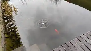 Пруд. Карась и булка - день чудесный!)))