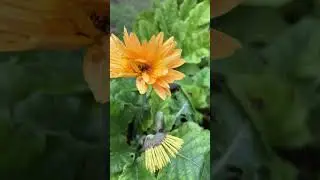 Highlight:  Walk Around my Garden in Autumn Suffered the Cold Weather (Tagalog version)