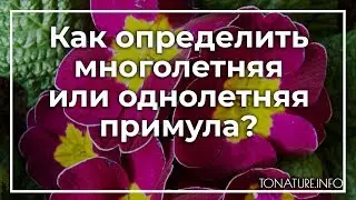 Как определить многолетняя или однолетняя примула? | toNature.Info
