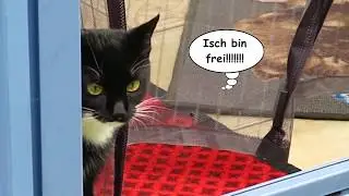Tammy's erster Freigang