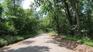 Bear Crossing at Green-Ridge Forest July 14, 2021