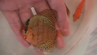 Отправка Дискусов в Челябинск. Маленькое ассорти.