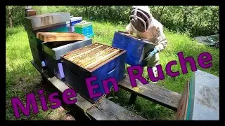 Mise En Ruche