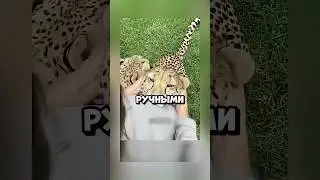 ДУШНИЛА № 146