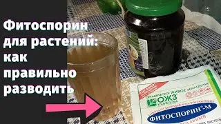 Фитоспорин для растений: как правильно разводить и использовать