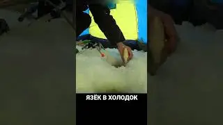 ЯЗЁК В ХОЛОДОК 🥶 #рыбалка #река #поклевка #тайга #зима #подсечка #лунка #лунка #язь #здоровенныйязь