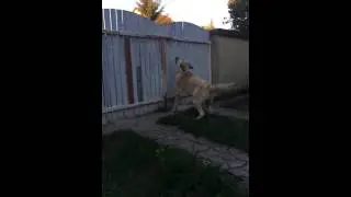Zeinah - Kangal in Hungary 3