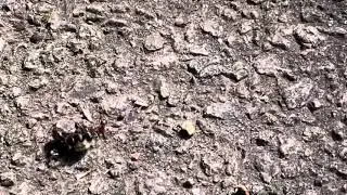 Ant carrying a bee