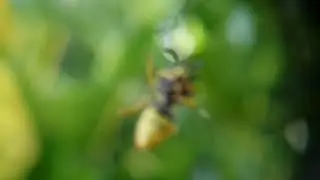 Wasp stealing flies from a spiders web