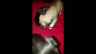 Cutest Puppies Fighting