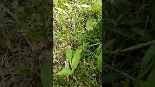 Вто и ландыши подоспели!