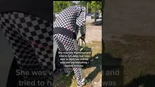 Dog saving