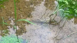 A puffer fish found in the wild