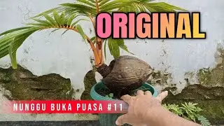 Nunggu Buka Puasa Part 11 || Merawat Bonkla Original Melayang