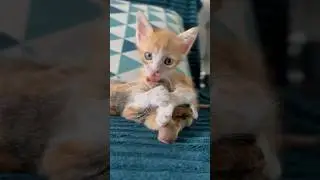 Рони моя маленькая любовь 