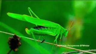 Doğa Sesleri - huzur verici kuş şelale sesleri