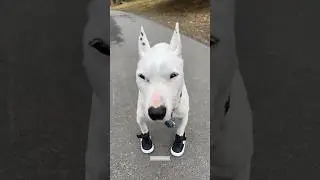 1 2 paw in shoe 👞 