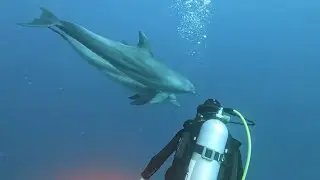 Orca Dive Club Coral Garden - Gassous Bay März 25