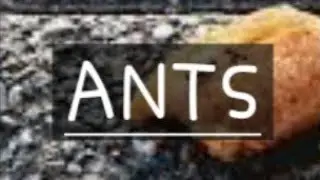 ANTS